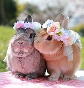 Image result for Happy Easter Cute Bunny