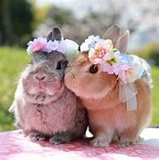Image result for A Lot of Bunnies