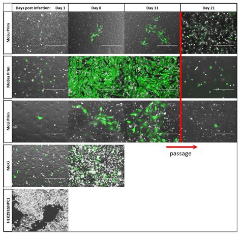 Tolerance and Persistence of Ebola Virus in Primary Cells from Mops ...