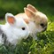 Image result for Rabbit Computer Backgrounds Spring