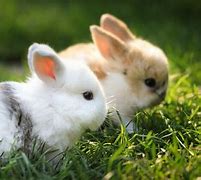 Image result for Really Cute Bunny