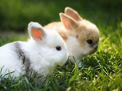 Image result for Cute Baby Rabbit Images