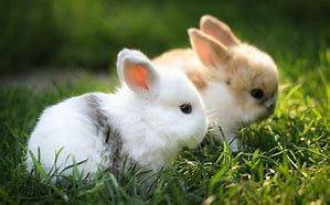 Image result for Cute Animal Wallpaper Rabbit