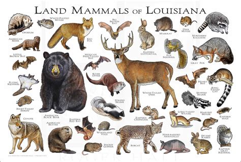 Louisiana State Animal