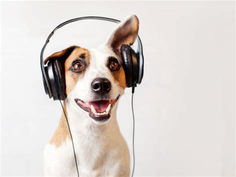 狗狗喜欢听什么音乐？ - 知乎