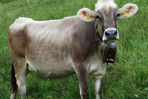 Brown Swiss | Milk For Health