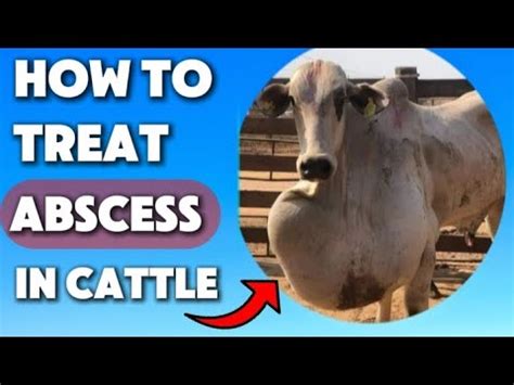 Exploding Cow Abscess 的图像结果