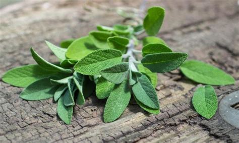 chest infection herbal remedies