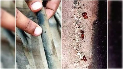 Beetles Attack Fuel Pipe,വാഹനങ്ങളുടെ ഇന്ധന പൈപ്പ് തുരക്കും; എത്തുന്നത് ...