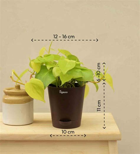 Buy Air-Purifying Philodendron Oxycardium Golden Plant | Ugaoo