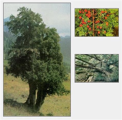 Ağaç Resimleri (1. Katalog) - Sayfa 2