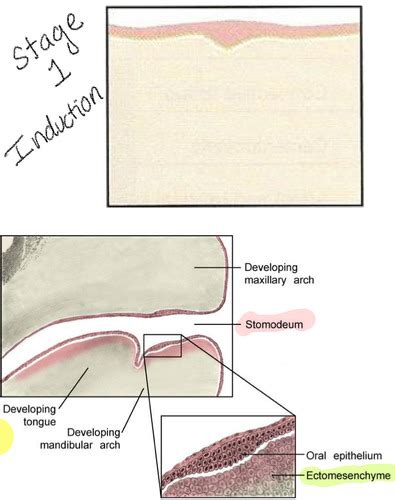 Image result for Human Tooth Development