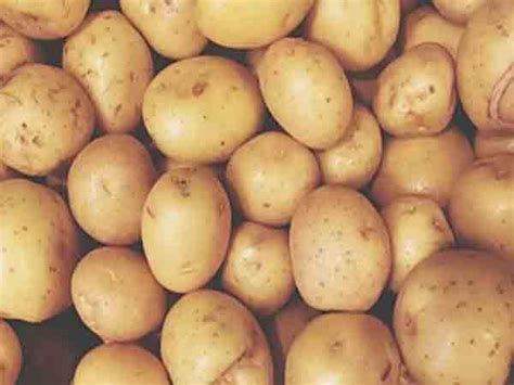 Dhanbad Potato