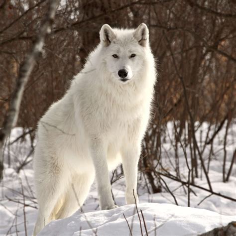 Arctic Wolves 的图像结果