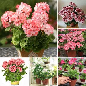Mozette Geranium FLOWER Seed Price in India - Buy Mozette Geranium ...