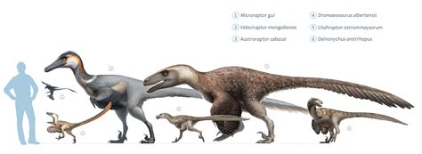 How Realistic Are The Jurassic Movies' Velociraptors? A Paleontologist Has The Answer