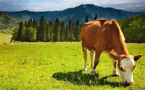 Download Cute Cow Eating Grass In Forest Wallpaper | Wallpapers.com