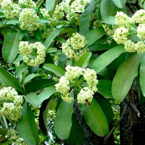 Buy Alstonia Scholaris, Ditabark - 0.5 kg Seeds online from Nurserylive ...