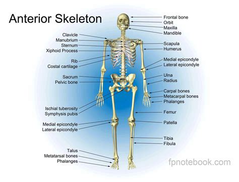 Bone Parts Diagram – Anatomy System – Human Body Anatomy diagram and ...