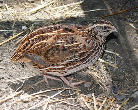 How To Butcher A Coturnix Quail at Lachlan Ord blog