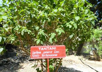 Department of Pharmacognosy