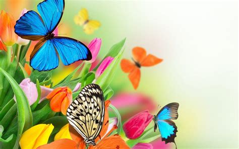 Flowers With Butterfly Wallpapers HD - Wallpaper Cave