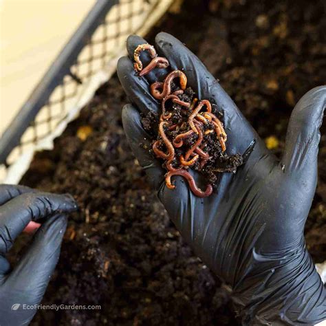 Image result for Worm Composting