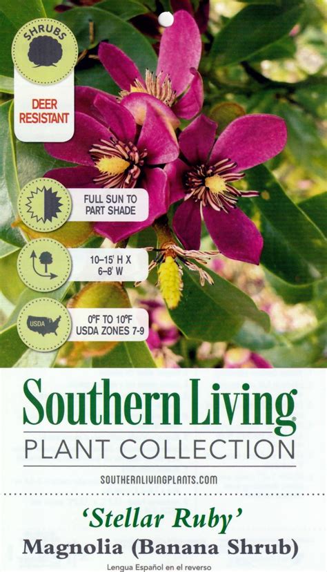 Stellar Ruby Magnolia, Banana Shrub - Magnolia figo 'Stellar Ruby ...