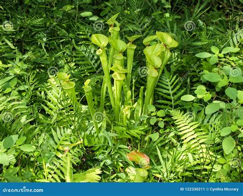 Pitcher Plant Sarracenia Purpurea Stock Image - Image of plant ...