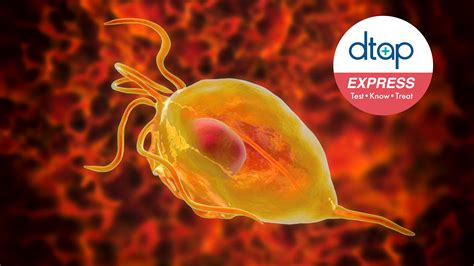 Testing for Trichomoniasis In Men | DTAP Express Singapore