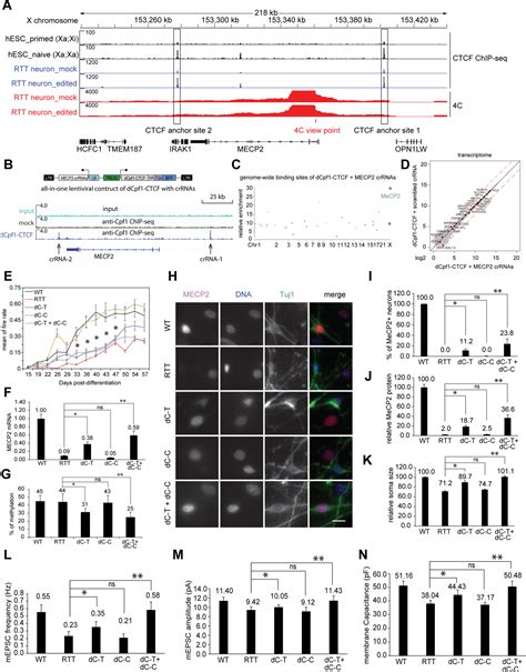 X Chromosome Activation