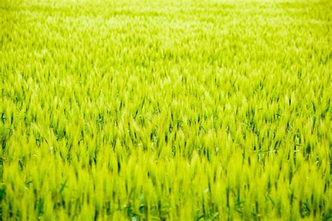 Background for Agriculture 的图像结果