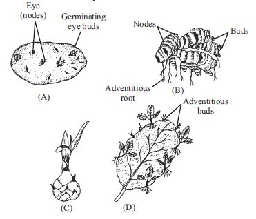 Examine the figures given below and select the right options out of (a ...