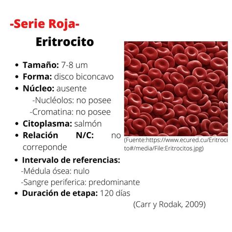 Eritrocito - Descubre la Importancia de los Glóbulos Rojos