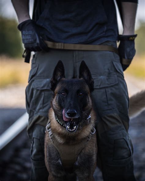 K9 Argo Looking FIERCE! | Belgian malinois dog, Military working dogs ...