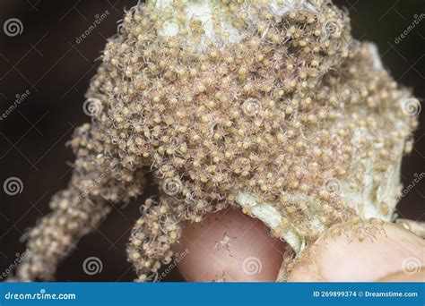 Swamp of Spiderlings and Eggs Spiders on the Sac Nest. Stock Photo ...