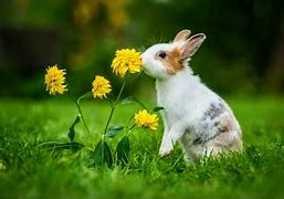 Image result for A Picture of Five Cute Bunnies