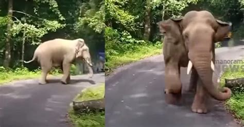 Bus driver drives bus in reverse for 8 kms to escape angry elephant
