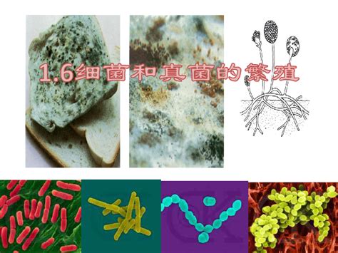 1.6 细菌和真菌的繁殖（课件 43张ppt）-21世纪教育网