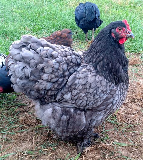 Blue Cochin Standard Baby Chicks for Sale | Cackle Hatchery