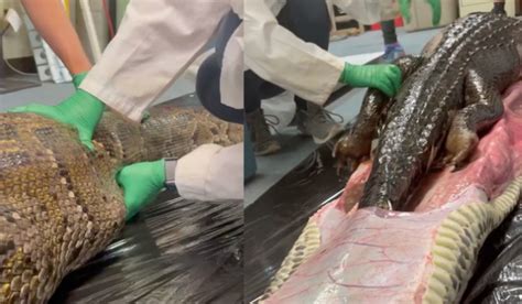 Image result for Florida Python vs Gator