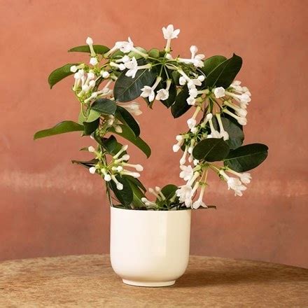 Buy Indoor Plants by Waitrose Garden