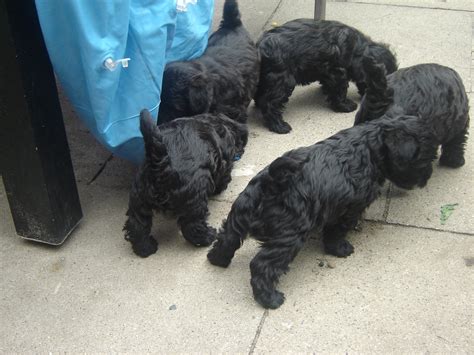 Bildhüpsche Westhighland terrier Zwerg Toy Welpen in zeven | Tiere ...