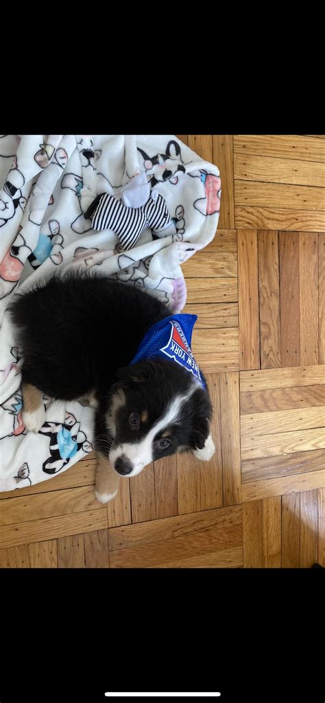 Aussie Aussie Aussie Oi