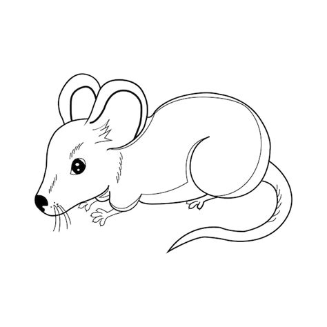 How To Draw An Easy Mouse Really Easy Drawing Tutorial Easy, 47% OFF