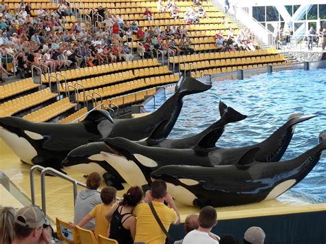 The killer whale: 6 facts about a powerful apex predator