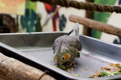 Images Of Birds Eating Grains
