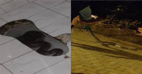 Mumbai Man Who Went To Relieve Himself In Loo Finds A 7-Ft Long Rock ...