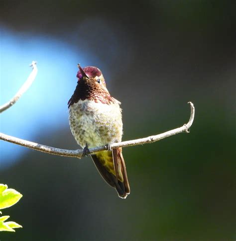 eBird Checklist - 6 Apr 2025 - Coal Oil Point Reserve--Devereux Slough ...