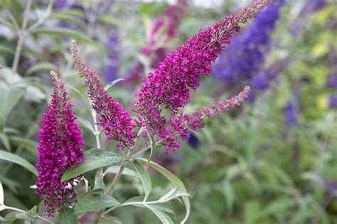Butterfly Bush Plant Buddleia | How To Grow The Butterfly Bush | The